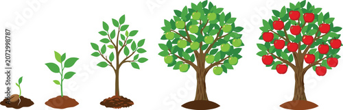 Apple tree growth stages from seed to mature fruit bearing plant life cycle vector illustration isolated on white background