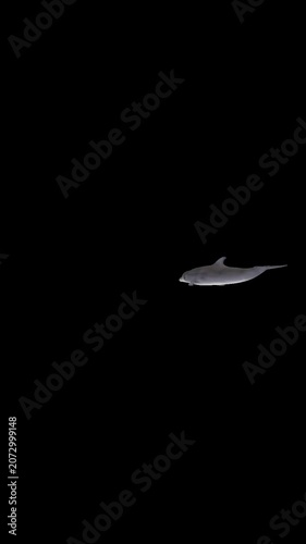 Dolphin Swirling at Center of Screen, Alpha Channel, Looped, Vertical Transparent Animation
