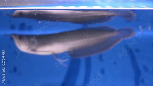 Silver Arowana Fish Eating at the Water Surface in a Blue Aquarium
