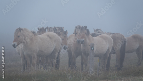 Eine große Herde brauner Ponys im dichten Seenebel an der Nordseeküste