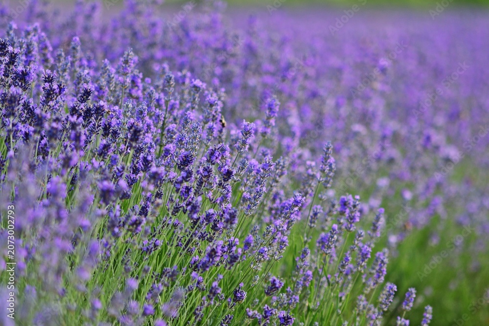 Obraz premium Lavendel Feld in Burgenland, Nahaufnahme