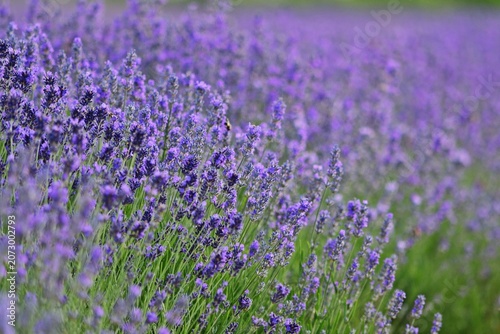 Lavendel Feld in Burgenland, Nahaufnahme