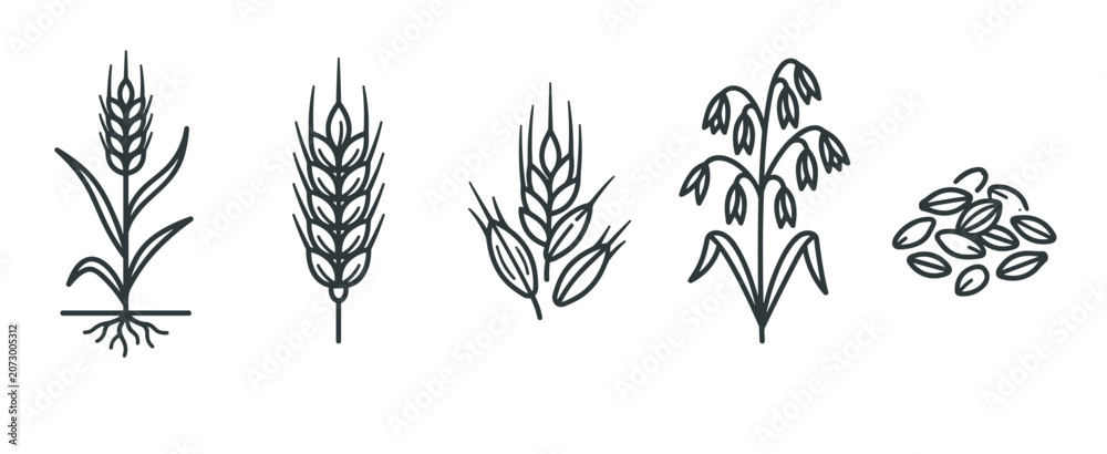 Fototapeta premium Various cereal grains, wheat, and oat plants are depicted in a minimalist line art style, showcasing different stages of growth and harvested seeds.
