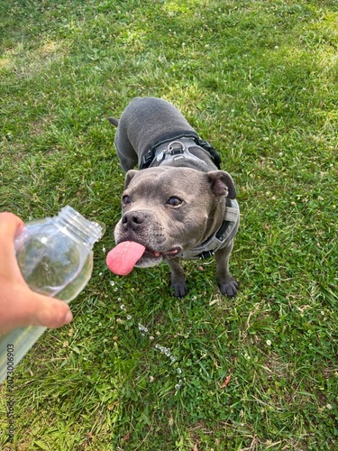 chien bien hydraté par de fortes chaleurs