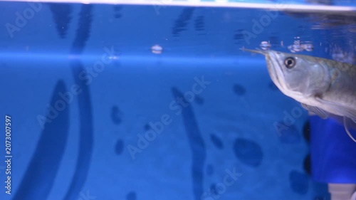 Exotic Silver Arowana Reflection on Water Surface in Blue Aquarium