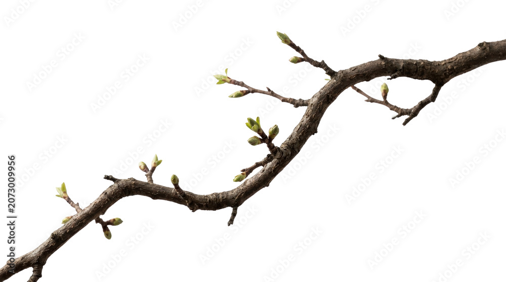 Fototapeta premium Gnarled tree branch with small green buds and pale pink blossoms isolated on a transparent background