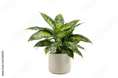 A vibrant dieffenbachia houseplant featuring large, patterned green and yellow leaves in a minimalist, light-colored pot on a black background