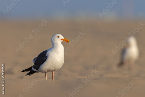 mewa zachodnia (Larus occidentalis)