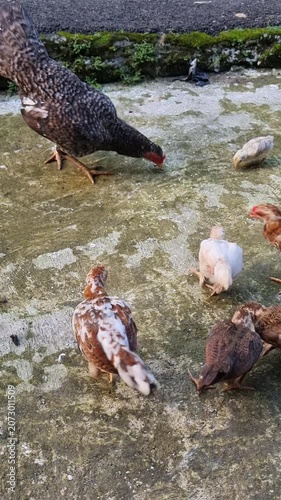 A group of chickens with various size eating rice in the yard