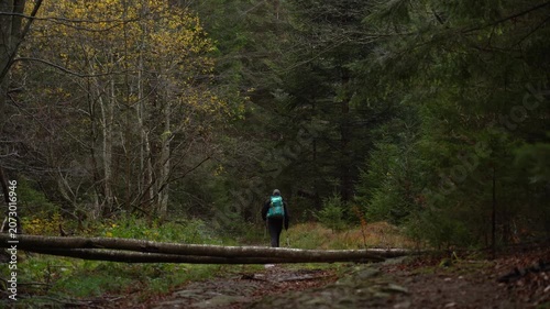 Hiker Walking Along a Trail Through an Autumn Conifer Forest in the Ukrainian Carpathians