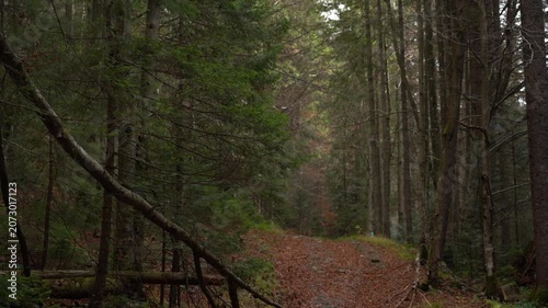 Walk through a forest path in early morning light with tall trees and soft ground underfoot. Gorgany Range. Autumn hiking in Carpathian Mountains, Ukraine