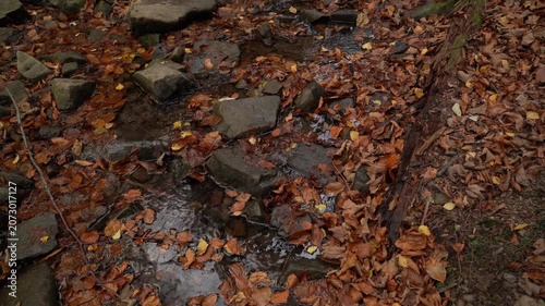 Mountain Stream Flowing Under Golden Autumn Leaves in the Ukrainian Carpathians