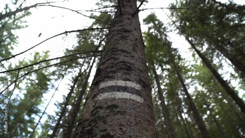 Hiking Trail Marker on a Tree in the Ukrainian Carpathians During Autumn Trekking