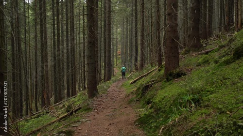 Hiker Walking Along a Trail Through an Autumn Conifer Forest in the Ukrainian Carpathians