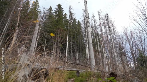 Dead Forest in the Ukrainian Carpathians. Dried Trees Swaying in the Wind During an Autumn Hike