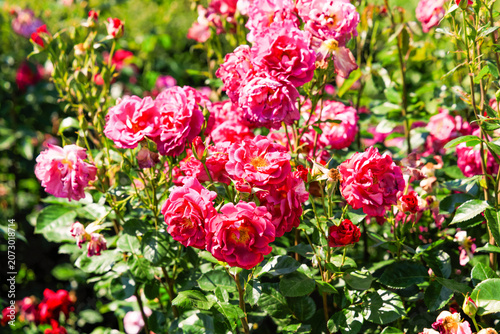 Fotografi Colorful varietal roses bloom in a garden during a sunny afternoon in spring wit