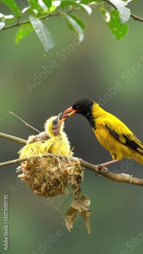 yellow bird on a branch