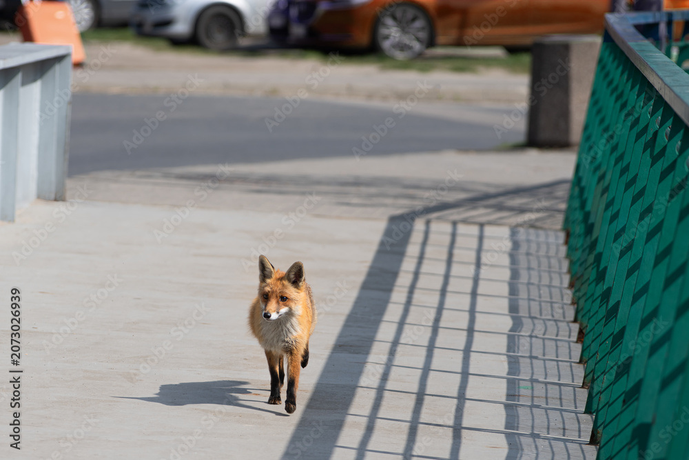Fototapeta premium Urban red fox trotting across a modern city bridge footpath.