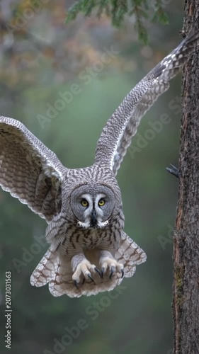 owl in flight