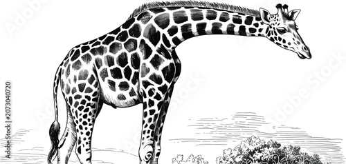 Canvas Print Vintage giraffe engraving, antique wildlife illustration vector, black and white