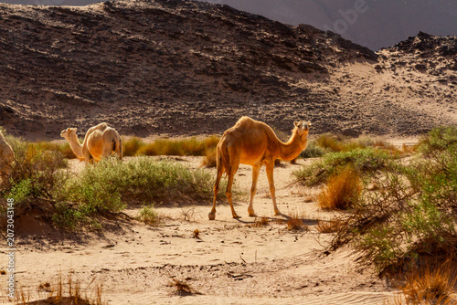A flock Camels  (Camelus dromedarius ) at the foot of a mountain. The Tadrart Rouge, Tassili N'Ajjer National Park. Algeria, Africa