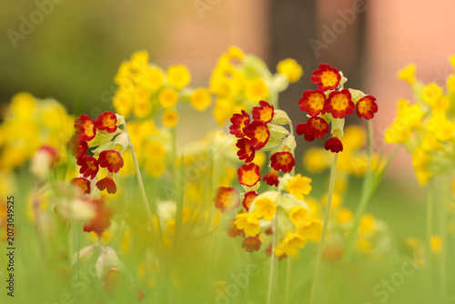 Cuadro en lienzo Primula veris, the cowslip, common cowslip, or cowslip primrose is a herbaceous variable evergreen or semi-evergreen perennial flowering plant (syn