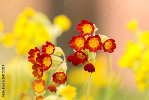 Obraz na płótnie Primula veris, the cowslip, common cowslip, or cowslip primrose is a herbaceous variable evergreen or semi-evergreen perennial flowering plant (syn