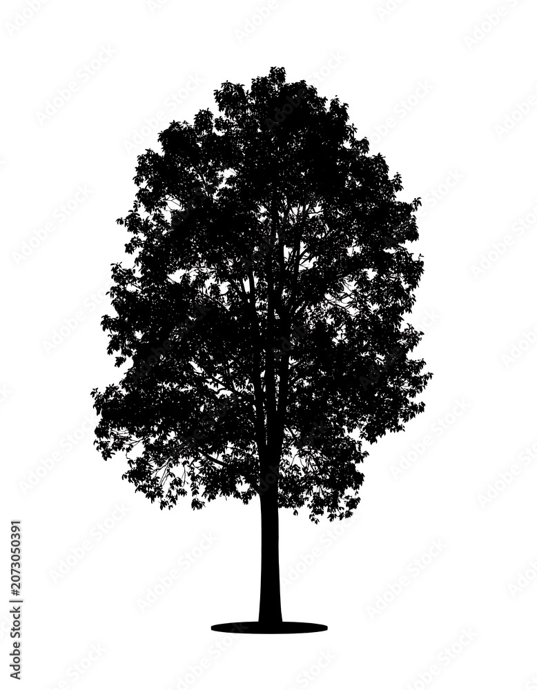 Fototapeta premium Black silhouette of a deciduous tree against a white background