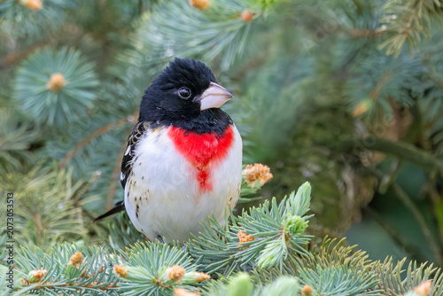 Rose-breasted Grosbeak in a Pine Tree.