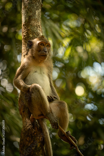 Photography monkey rsting on the tree