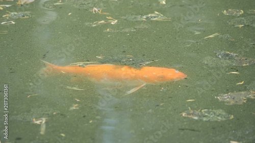 An orange koi fish swimming in murky green water with debris.
