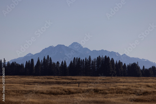 Distant view of snowy mountains and pine forests