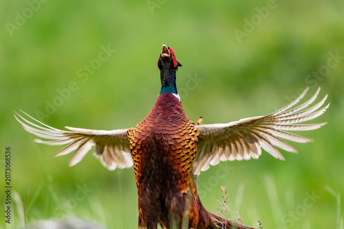 Ring-necked Pheasant on a rock on natural background