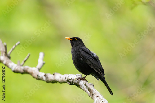 A blackbird sits on a tree branch, Turdus merula