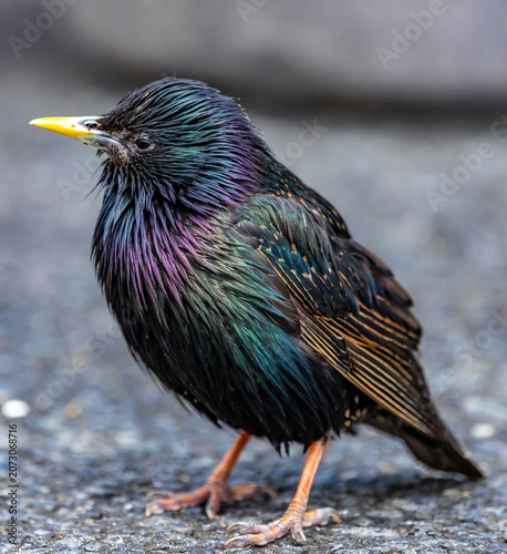 a colorful starling sits on the ground, Sturnus vulgaris