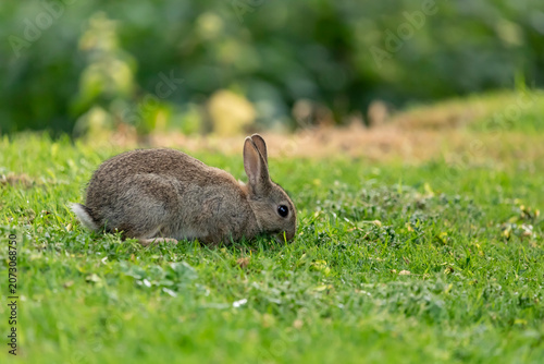 Cute Rabbit on a grassy lawn