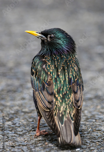 a colorful starling sits on the ground, Sturnus vulgaris