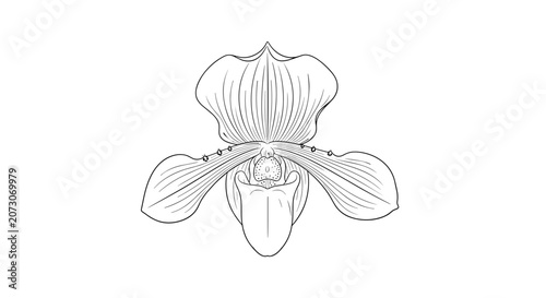 Orchid flower line drawing isolated on white background.
