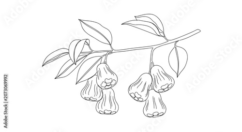Rose Apple Fruit Branch Line Drawing.