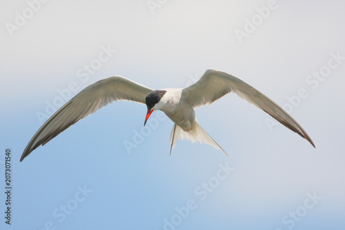 A Common Tern (Sterna hirundo) in breeding plumage actively fishes, hovering in mid-flight with its bill pointed downward as it scans the water below against a clean, pale blue sky background.