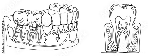 Fényképezés Dental anatomy model showing human teeth roots and jawbone in minimalist line ar
