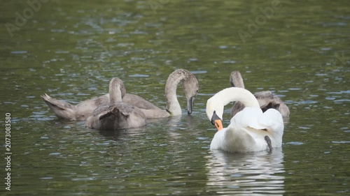 A white swan and grey cygnets swimming in dark water.