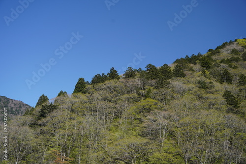 Lush green forest mountain slope under clear blue sky
