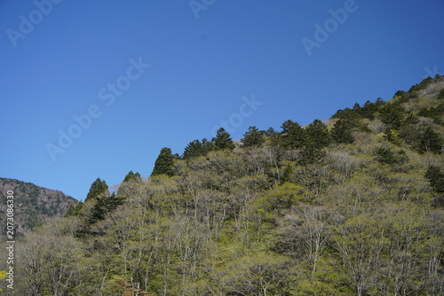 Lush green forest mountain slope under clear blue sky