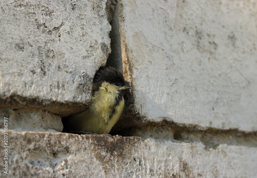 Young great tit fledgling in its natural habitat nestled within a man-made stone wall, urban wildlife adaptation