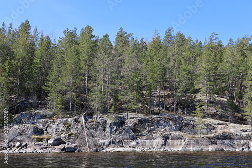 Northern landscape. National park. Bay of water and forest on the crag. Spring. Republic of Karelia - Russia. Lahdenpohja. 