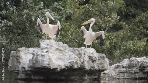 Two pelicans with wings spread on a rock in the water.