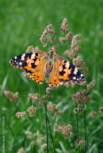 bright colorful orange butterfly painted lady on flowering grass in the meadow
