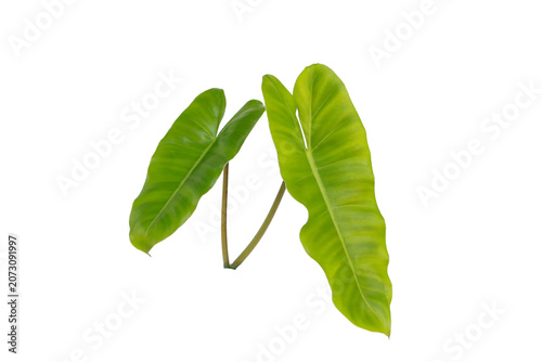 Bright tropical leaves with rich green color, isolated on transparent background clean and modern botanical artwork