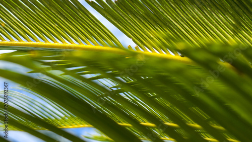 Close-up of Green Tropical Palm Fronds with Sunlight